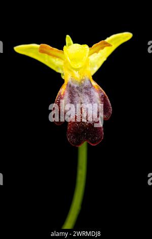Photo macro d'une orchidée vibrante d'Ophrys lupercalis, mettant en évidence les détails complexes de son labellum brun foncé contre ses pétales jaune vif Banque D'Images
