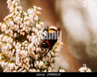Un gros plan capture les moindres détails d'un bourdon recueillant le pollen de délicates fleurs de bruyère, mettant en valeur la beauté des pollinisateurs de la nature Banque D'Images