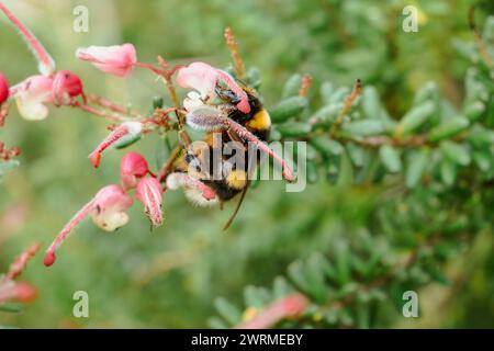 Bourdon recueillant le nectar de bourgeons de fleurs roses sur un fond vert doux, capturant l'essence du printemps. Banque D'Images