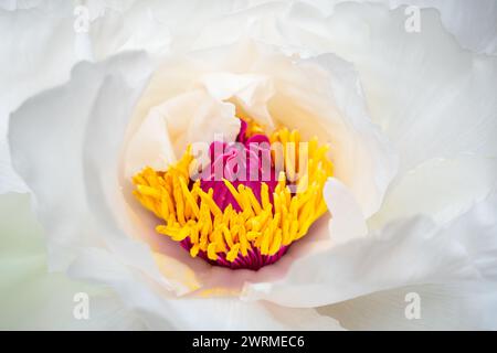 Vue rapprochée capturant la beauté délicate d'une fleur de pivoine blanche en pleine floraison avec ses étamines jaune vif et son centre violet profond, incarnant le Banque D'Images
