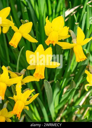 Un amas de jonquilles jaunes vibrantes (Narcisse) émerge parmi les feuilles vertes fraîches, signalant l'arrivée du printemps. Banque D'Images