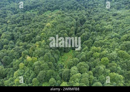 Une perspective aérienne étendue met en valeur la canopée luxuriante d'une forêt verdoyante et vibrante, mettant en valeur la beauté de la couverture de la nature. Banque D'Images