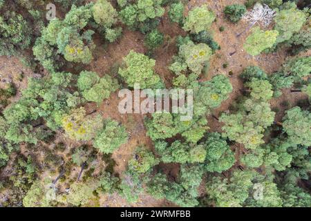 Une vue à vol d'oiseau capture la canopée luxuriante d'une forêt dense, mettant en valeur diverses nuances de vert et les textures de la cime des arbres. Banque D'Images