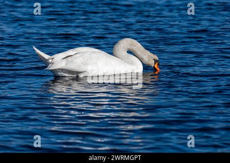 Cygne blanc muet nageant sur l'eau bleue d'un lac sauvage, foyer sélectif Banque D'Images