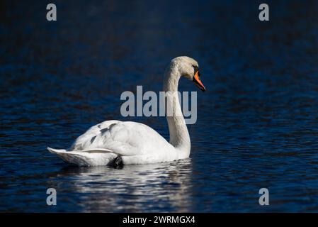 Cygne muet blanc élégant nageant sur l'eau bleu profond, faible profondeur de champ Banque D'Images