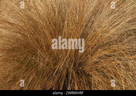 Chionochloa rubra une plante à feuilles persistantes communément connue sous le nom d'herbe de tussock rouge, image photo stock Banque D'Images