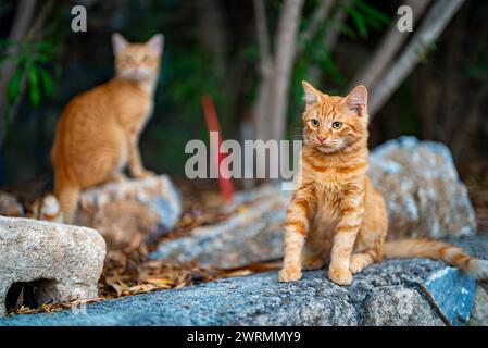 Chats mignons errants assis dans la rue. Banque D'Images