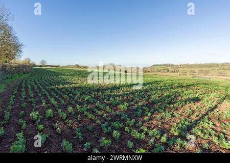 Un champ de jeunes plants de fève (Vicia faba) poussant en hiver à Lower Vellow, Somerset, Angleterre. Banque D'Images