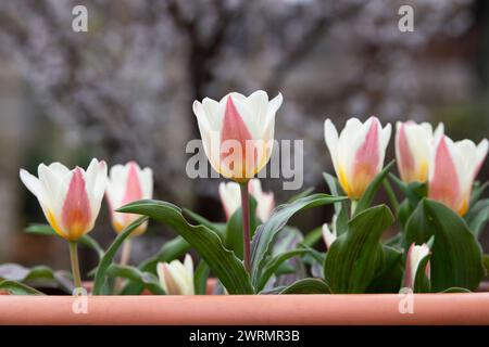 Tulipa. Tulipe Water Lily fleurit dans un pot de plante en mars. ROYAUME-UNI Banque D'Images