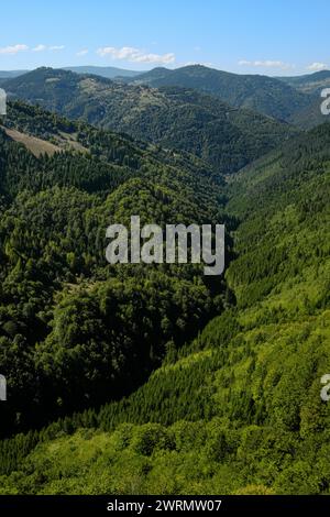 Forêt de montagne de la vallée d'Izubra dans le parc naturel Golija, sud-ouest de la Serbie Banque D'Images