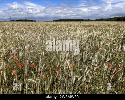 Champ de blé avec des pavots dans l'Eure, Normandie, France, Europe Copyright : Godong 809-8964 Banque D'Images