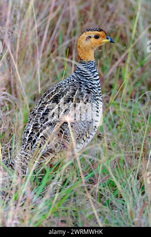 Coqui francolin (Campocolinus coqui, mâle) de Maasai Mara, Kenya. Banque D'Images