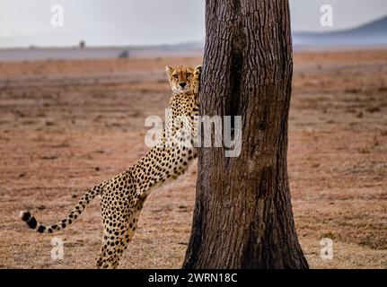 Un mâle guépard Acinonyx jubatus s'étendant sur un arbre dans le Maasai Mara, Kenya, Afrique de l'est, Afrique Copyright : SpencerxClark 1320-270 Banque D'Images