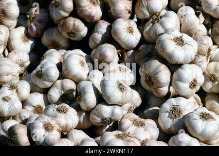 Ail frais en vente au marché, Saint Gervais, haute-Savoie, France, Europe Copyright : Godong 809-8906 Banque D'Images