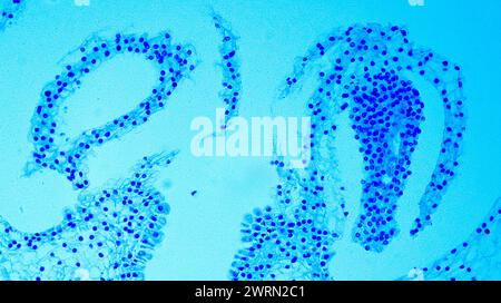 Lillium 0vary sous microscope optique Banque D'Images