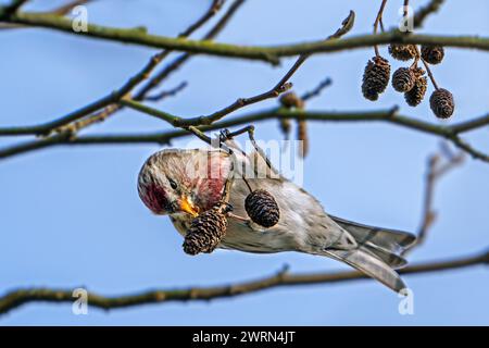 Mâle rougeole commun (Acanthis flammea) mangeant des graines de chats sur l'aulne noir européen (Alnus glutinosa) à la fin de l'hiver / début du printemps Banque D'Images