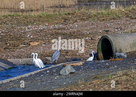 Héron gris et trois petites aigrettes attendant de petits poissons et crustacés dans les eaux de refroidissement de la centrale nucléaire de Borssele, aux pays-Bas Banque D'Images