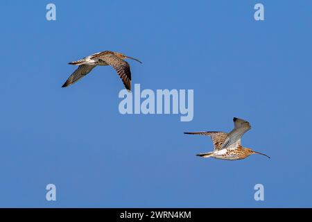 Deux courlis eurasiens en migration / courlis communs (Numenius Arquata / Scolopax arquata) en vol contre ciel bleu Banque D'Images