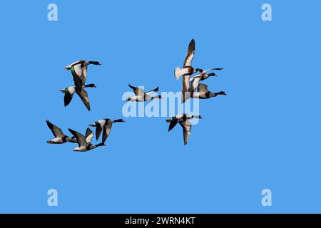 Troupeau de canards communs migrateurs (Tadorna tadorna) en vol contre ciel bleu Banque D'Images