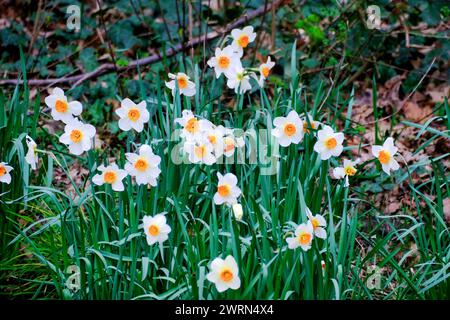 Düsseldorf 13.03.2024 Großkronige Narzissen Prof. Einstein Osterglocken öffentliches Blumenbeet Blumen Bordstein Strasse Blüten Pflanzen Pflanzzeit sähen Saat Düsseldorf Wildblumen Vorgarten Düsseldorf Nordrhein-Westfalen Deutschland *** Bürgersteig Frühling 13 03 2024 jonquilles à gros couronnes Prof. Einstein jonquilles fleurs du parterre de fleurs bordé trottoir de rue plantes printanières semant des fleurs sauvages jardin Düsseldorf Rhénanie du Nord-Westphalie Allemagne Banque D'Images