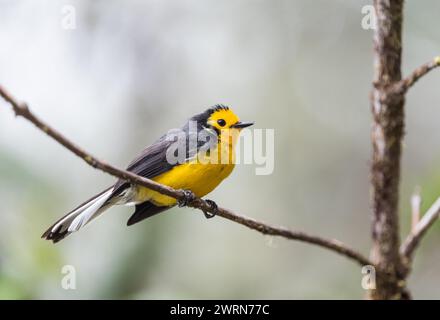 Whitestart (Myioborus ornatus) perché à fronts dorés, un bel oiseau, en Colombie Banque D'Images