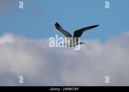 Goélands argentés juvéniles européens (Larus argentatus) volant de droite à gauche avec un ciel bleu et des nuages blancs derrière. Banque D'Images