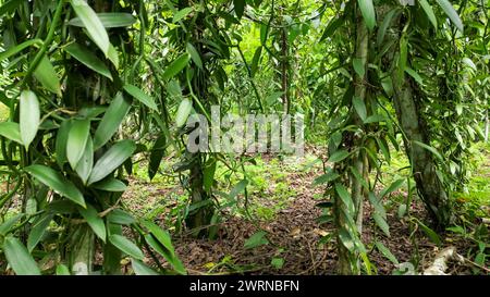 Gros plan aérien des plantes de vanille Planifolia à Prince Island, Sao Tomé, Afrique Banque D'Images