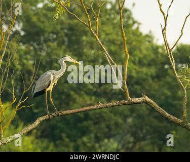 Un héron gris (Ardea cinerea) perché sur une branche Banque D'Images