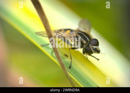 Gros plan d'une seule mouche aérienne (Helophilus sp.) sur une feuille, se nettoyer, photographie d'insectes, macro, nature, biodiversité Banque D'Images