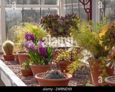 Pots de plantes de cactus et jacinthes à fleurs printanières poussant dans une serre chauffée traditionnelle. ROYAUME-UNI Banque D'Images