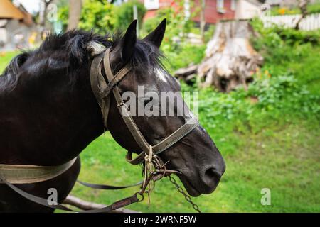 Un cheval sombre avec une bride se dresse dans une cour verte, avec une pile de bois et une maison en arrière-plan Banque D'Images