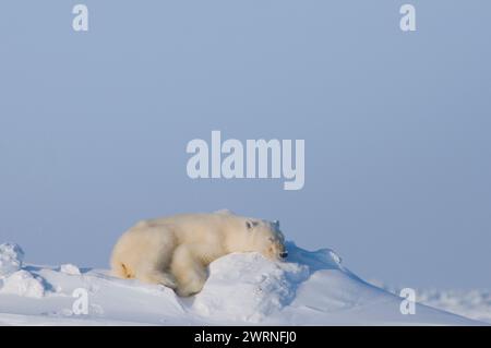 Ours polaire, Ursus maritimus, adulte dort sur un banc de neige le long de la côte arctique en hiver, Alaska Banque D'Images