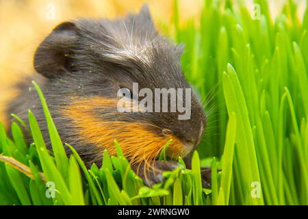 Cochon d'Inde mangeant de l'herbe dehors dans le jardin. Cobaye (Cavia porcellus) Banque D'Images