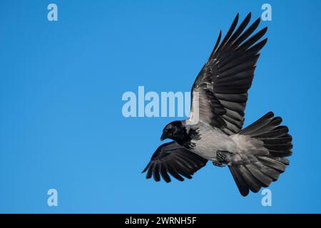 Corbeau à capuchon (Corvus cornix) en vol Île de Mull, Écosse. Banque D'Images