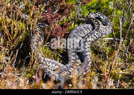 Mâle Adder (Vipera berus) dans les collines Pennine, Angleterre. Banque D'Images