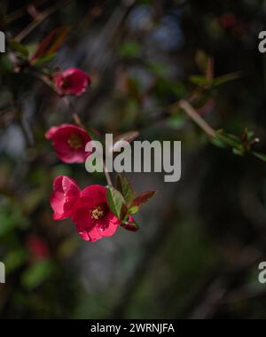 Fleur rouge vibrante reposant sur un buisson vert luxuriant Banque D'Images