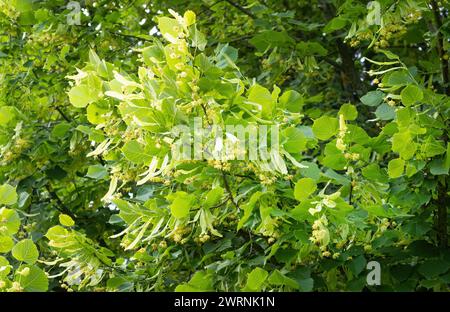 Fleurs de petit tilleul (Tilia cordata). Branche couverte de fleur jaune utilisée pour la préparation de thé curatif à base de plantes. Dos naturel Banque D'Images