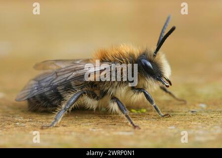 Macro gros plan détaillé sur une abeille cellophane mâle poilue précoce, Colletes cunicularius assise sur du bois Banque D'Images