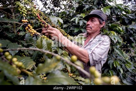 Colour shot Coffee Plantation, les montagnes des Andes, Medellin, Colombie, Amérique du Sud avec cueilleurs de café, plants de café, grains de café Banque D'Images