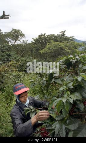 Colour shot Coffee Plantation, les montagnes des Andes, Medellin, Colombie, Amérique du Sud avec cueilleurs de café, plants de café, grains de café Banque D'Images