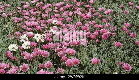 Un mélange de marguerites africaines roses et blanches dans un pré (Arctotis acaulis) fleurs Banque D'Images