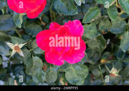 Gros plan de fleur de camélia rouge avec fond de plantes Banque D'Images