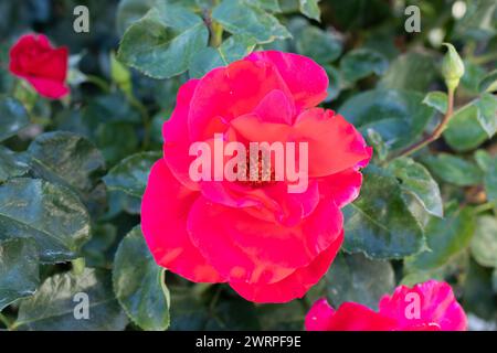 Gros plan de fleur de camélia rouge avec fond de plantes Banque D'Images