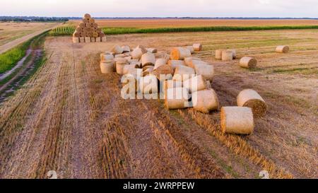 Beaucoup de paille de blé sec tordu en balles de rouleau sur un champ au coucher du soleil. Balles de paille éparpillées après la récolte tordues en rouleaux reposant sur le champ. Paysage rural, paysage de campagne Banque D'Images