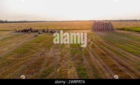 Beaucoup de paille de blé sec tordu en balles de rouleau sur un champ au coucher du soleil. Balles de paille éparpillées après la récolte tordues en rouleaux reposant sur le champ. Paysage rural, paysage de campagne Banque D'Images