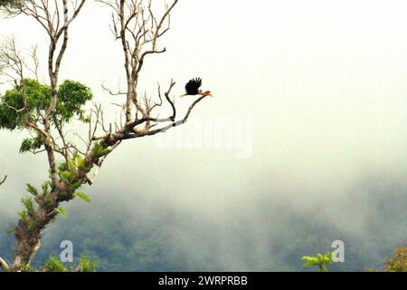 Un bec de corne à boutons mâles (Rhyticeros cassidix) vole alors qu'il laisse un grand arbre dans un paysage végétalisé situé près du mont Tangkoko et du mont Duasudara à Bitung, dans le nord du Sulawesi, en Indonésie. Un rapport d'une équipe de scientifiques dirigée par Marine Joly, basé sur des recherches menées de 2012 à 2020, a révélé que la température augmente jusqu'à 0,2 degrés Celsius par an dans la forêt de Tangkoko, et que l'abondance globale des fruits diminue également. « Une grande partie de la perception publique des effets de la crise climatique est liée aux scénarios calculés pour 2050 et au-delà. Pourtant, les effets du... Banque D'Images