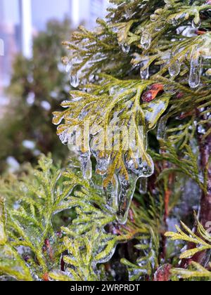 Gros plan des glaçons sur les branches de thuja à feuilles persistantes. Glaçons de la glace d'eau sur les feuilles de l'arbre de brousse le jour d'hiver. Branches congelées. plante de conifères recouverte de glace. Arrière-plan de la nature. Toile de fond naturelle Banque D'Images