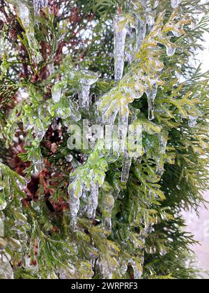 Gros plan des glaçons sur les branches de thuja à feuilles persistantes. Glaçons de la glace d'eau sur les feuilles de l'arbre de brousse le jour d'hiver. Branches congelées. plante de conifères recouverte de glace. Arrière-plan de la nature. Toile de fond naturelle Banque D'Images