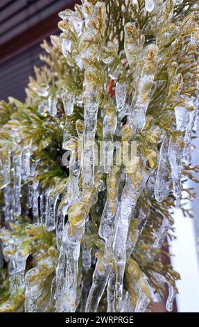 Gros plan des glaçons sur les branches de thuja à feuilles persistantes. Glaçons de la glace d'eau sur les feuilles de l'arbre de brousse le jour d'hiver. Branches congelées. plante de conifères recouverte de glace. Arrière-plan de la nature. Toile de fond naturelle Banque D'Images