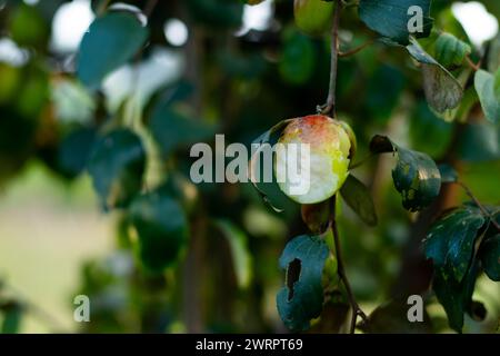 De délicieux bonbons sont mangés par de nombreux oiseaux. Jujube indien ou Apple Ku, boroy, jaune, rouge, vert couleurs Banque D'Images